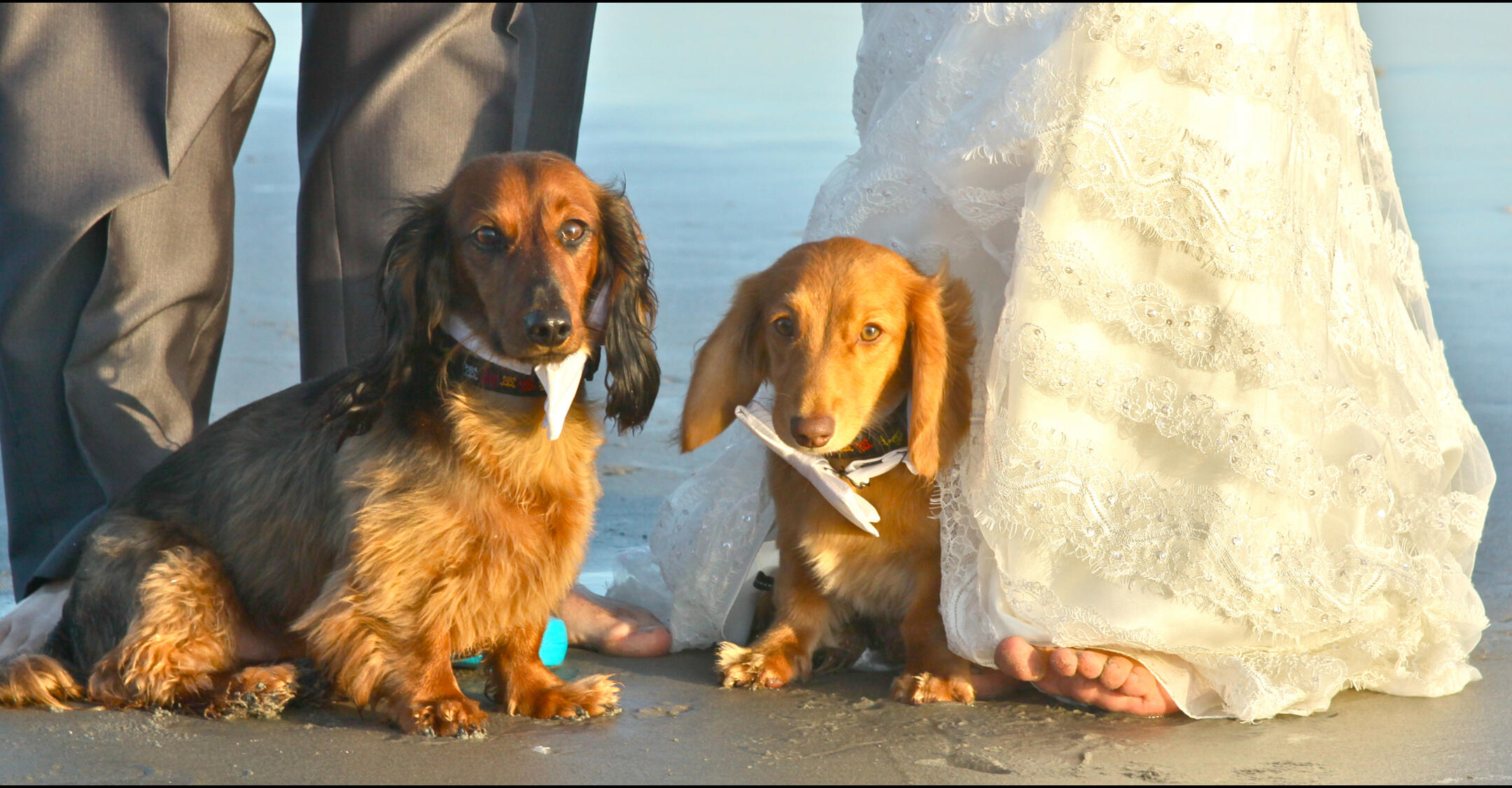 Dog Friendly weddings in San Diego, Elopement packages, last minute weddings San Diego San Diego Elope, Elope To San Diego